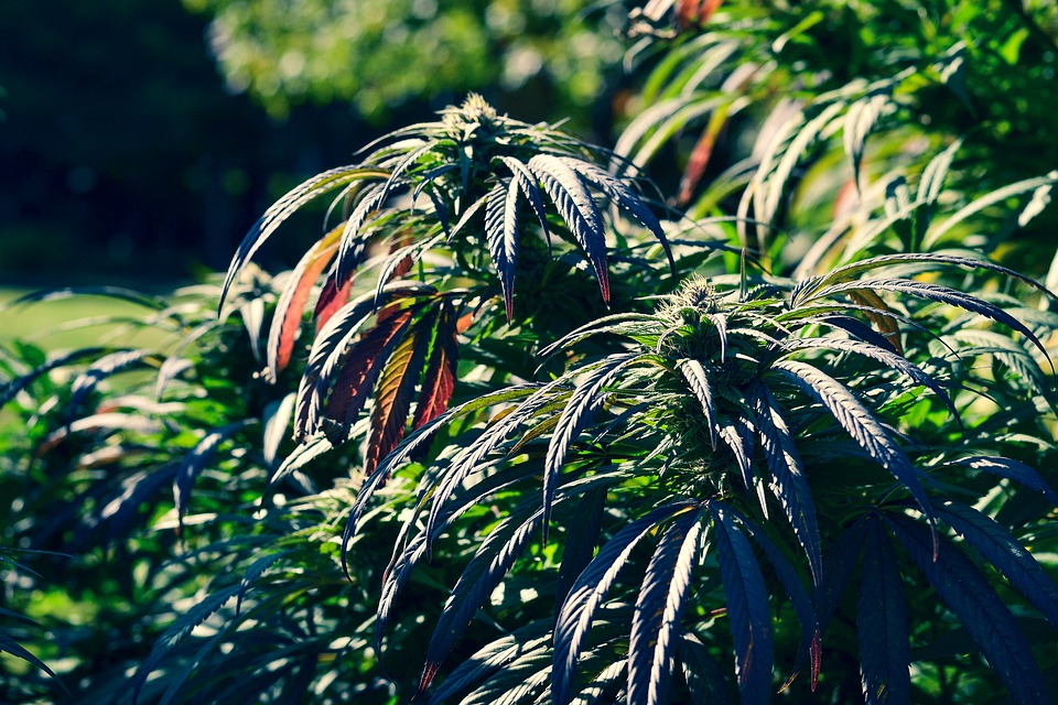Mleko konopne - najbardziej ekologiczna nowość na rynku 'mleczarskim' 9 marijuana 4494194 960 720