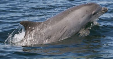 Holandia Chiny Harderwijk Dolfinarium zamknięcie