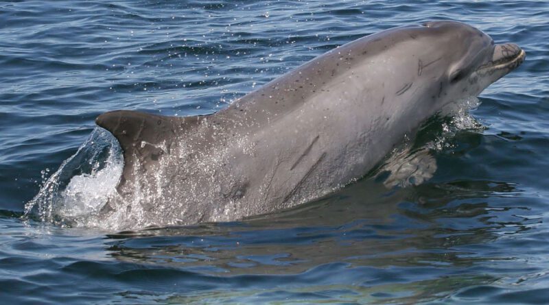 Holandia Chiny Harderwijk Dolfinarium zamknięcie