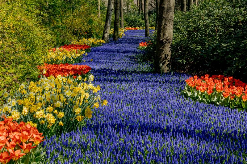 Keukenhof `2022: Cokolwiek się nie wydarzy, do 45 000 turystów dziennie! 8
