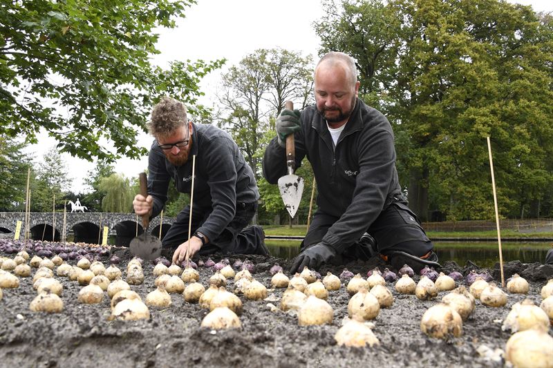 Keukenhof `2022: Cokolwiek się nie wydarzy, do 45 000 turystów dziennie! 10 sli 2
