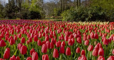 Holandia Keukenhof 2022