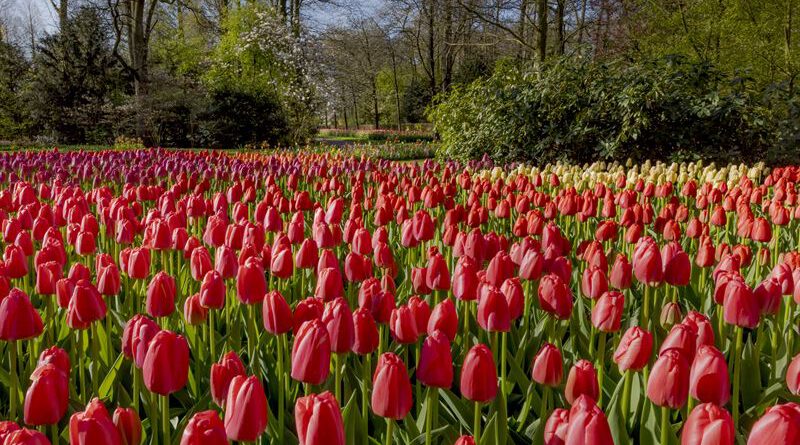 Holandia Keukenhof 2022