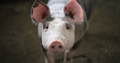 Holandia klimat spożycie mięsa 2021