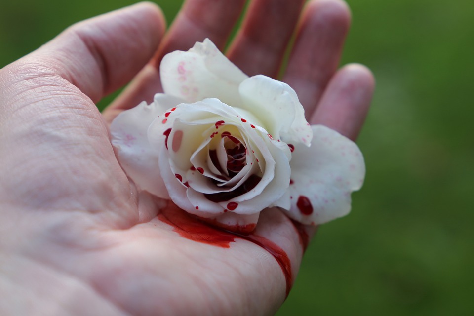 200% normy, czyli Agunia w Holandii. Epizod drugi: Pierwszy dzień pracy (2) 9 bloody rose 6675798 960 720