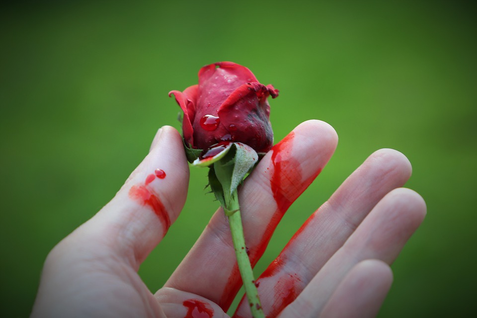 200% normy, czyli Agunia w Holandii. Epizod drugi: Pierwszy dzień pracy (2) 10 bloody rose 6675814 960 720
