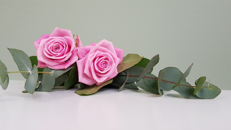 200% normy, czyli Agunia w Holandii. Epizod drugi: Pierwszy dzień pracy (2) 8 roses 6018613 960 720