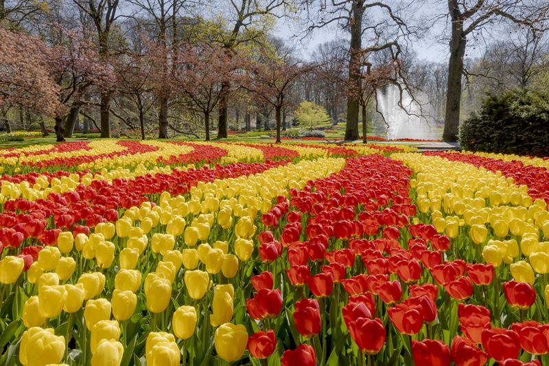 Keukenhof `2022 już otwarty! 11