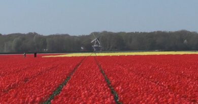 Holandia tulipany