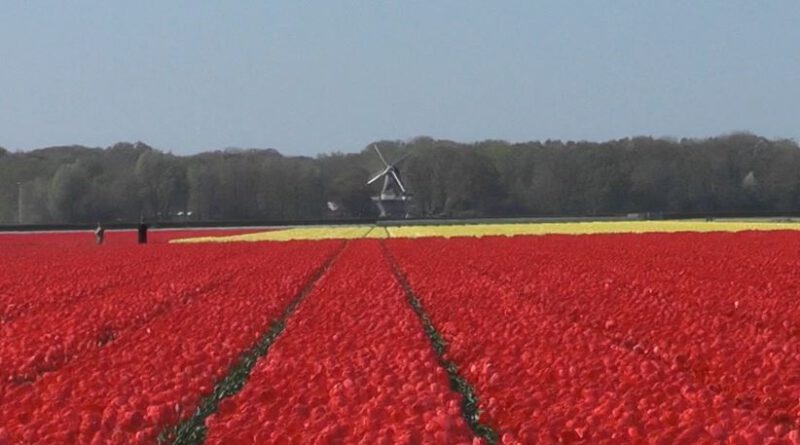 Holandia tulipany