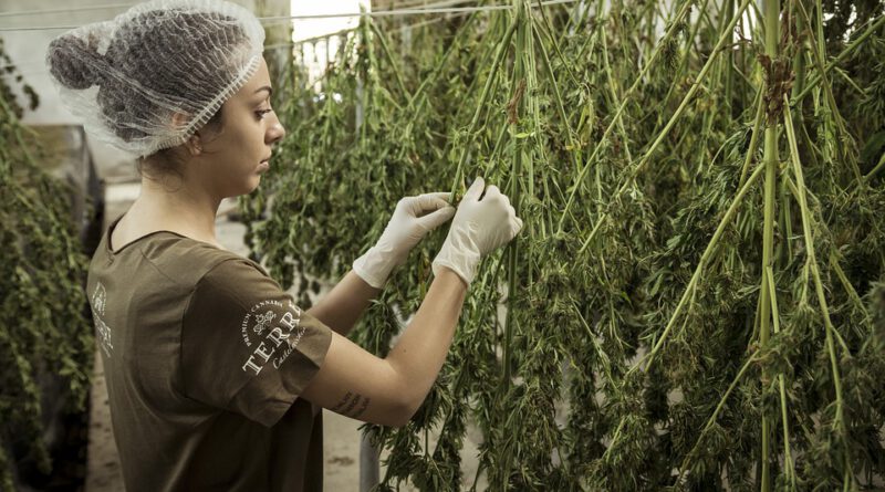Holandia narkotyki legalizacja marihuana kokaina 2022 ecstazy