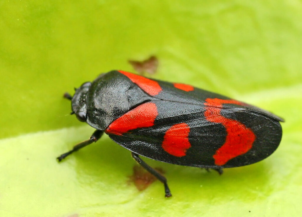 Śmiertelnie poważnie: Nie przywoź ŻADNYCH roślin z wakacji! 9 Cercopis vulnerata 2006 06 04