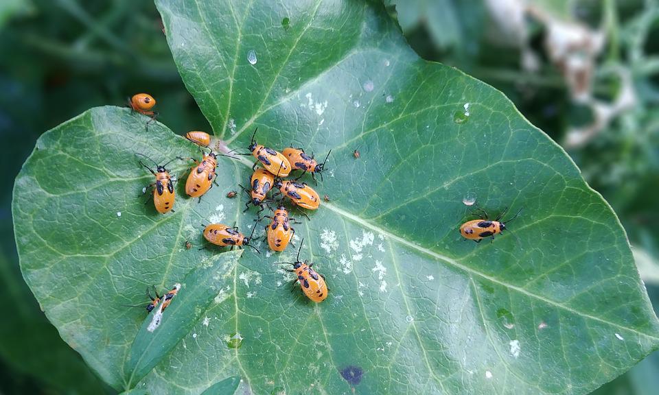 Uwaga na kleszcze! Są już nawet na świeżo skoszonych trawnikach! 9 bug 3676774 960 720