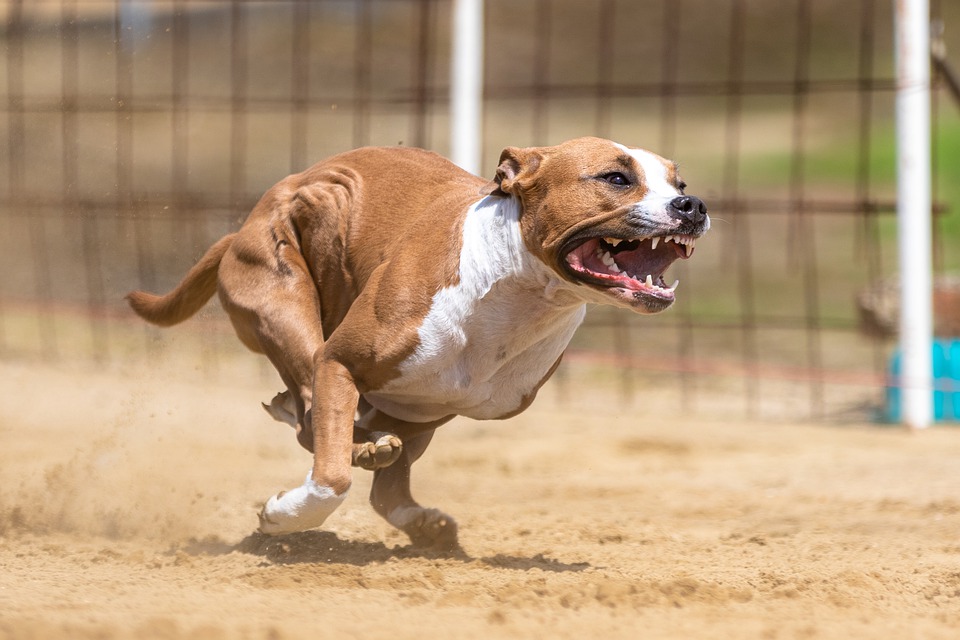 Już nie 300 gatunków, ale... 30: Jakie zwierzęta mogą trzymać w domu Holendrzy? 9 dog 5442449 960 720