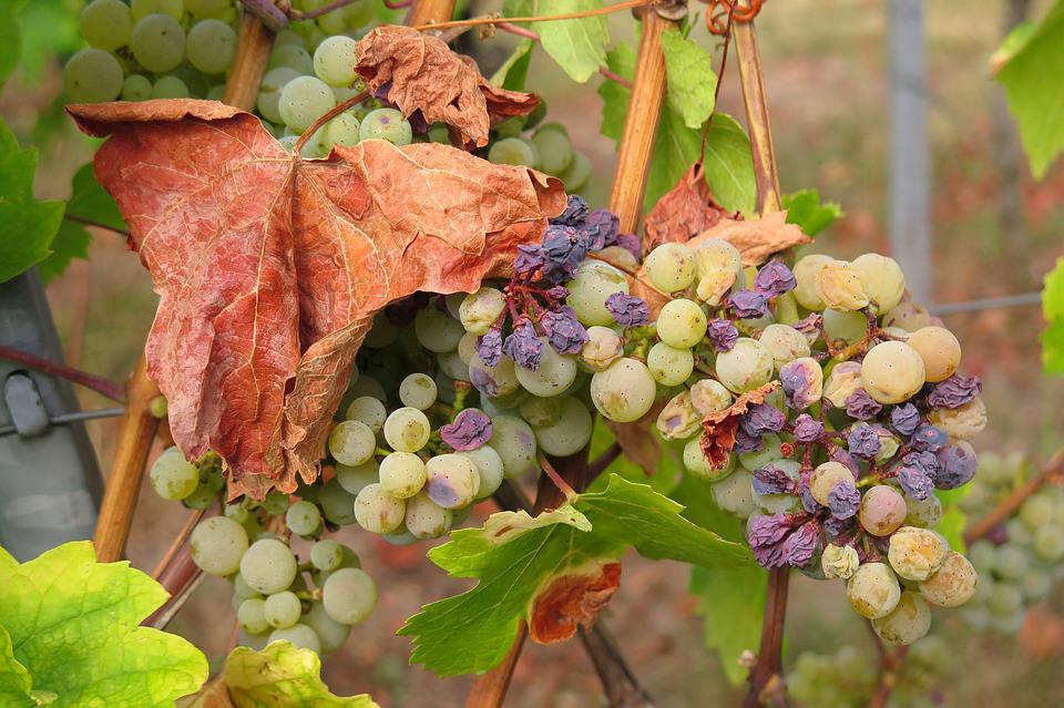 Śmiertelnie poważnie: Nie przywoź ŻADNYCH roślin z wakacji! 11 grape 3666727 960 720