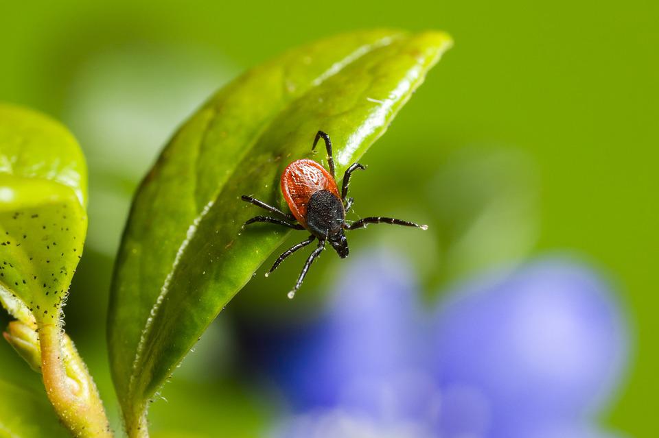 Uwaga na kleszcze! Są już nawet na świeżo skoszonych trawnikach! 8 ixodes ricinus 4834294 960 720