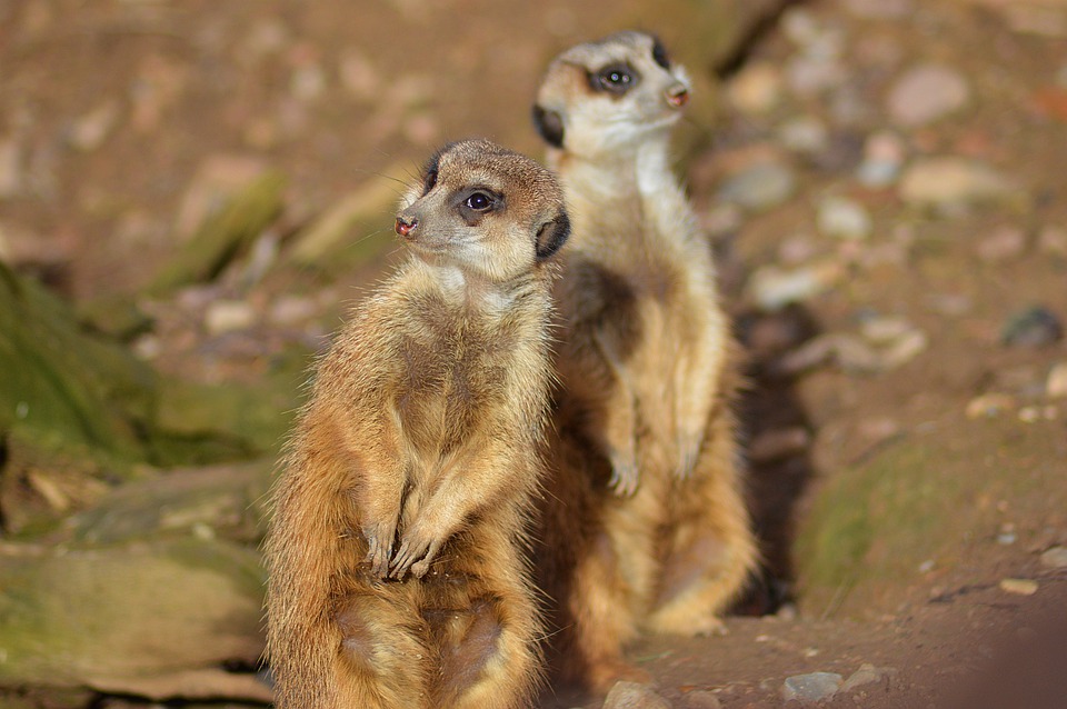 Już nie 300 gatunków, ale... 30: Jakie zwierzęta mogą trzymać w domu Holendrzy? 8 meerkats 7260227 960 720