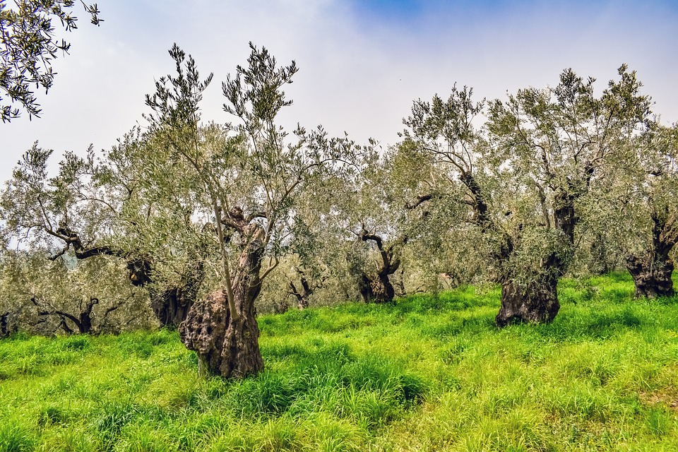 Śmiertelnie poważnie: Nie przywoź ŻADNYCH roślin z wakacji! 10 olive grove 4165632 960 720