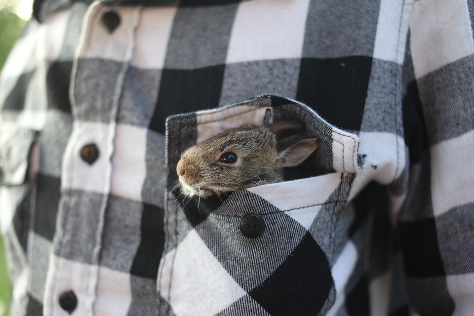 Już nie 300 gatunków, ale... 30: Jakie zwierzęta mogą trzymać w domu Holendrzy? 11 rabbit 4988412 960 720