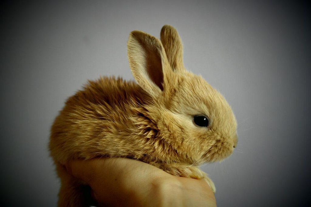 Już nie 300 gatunków, ale... 30: Jakie zwierzęta mogą trzymać w domu Holendrzy? 10 rabbit g8986a6cb6 1280