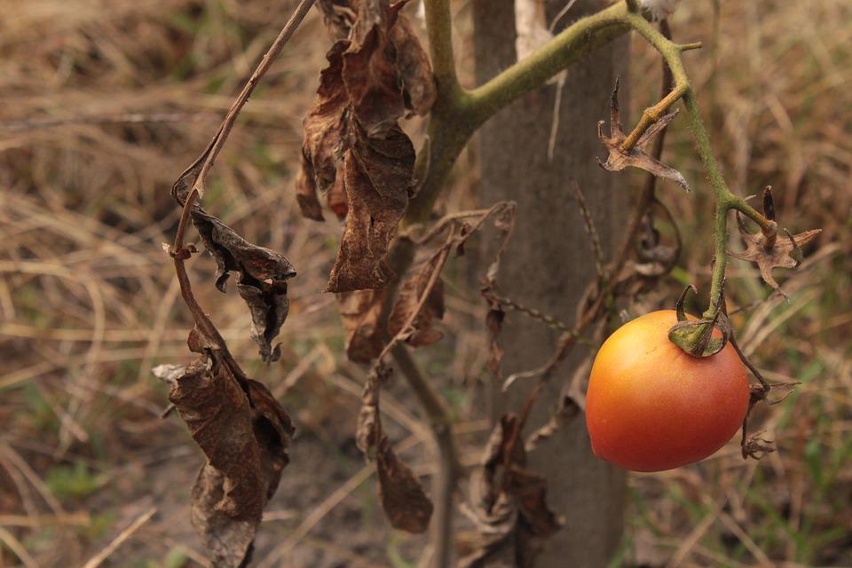 Śmiertelnie poważnie: Nie przywoź ŻADNYCH roślin z wakacji! 12 tomato 3615835 960 720