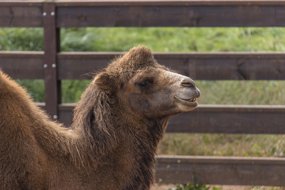 Tylko Holendrzy mogą legalnie sprzedawać TO MLEKO w U€ 11 camel 3716086 960 720