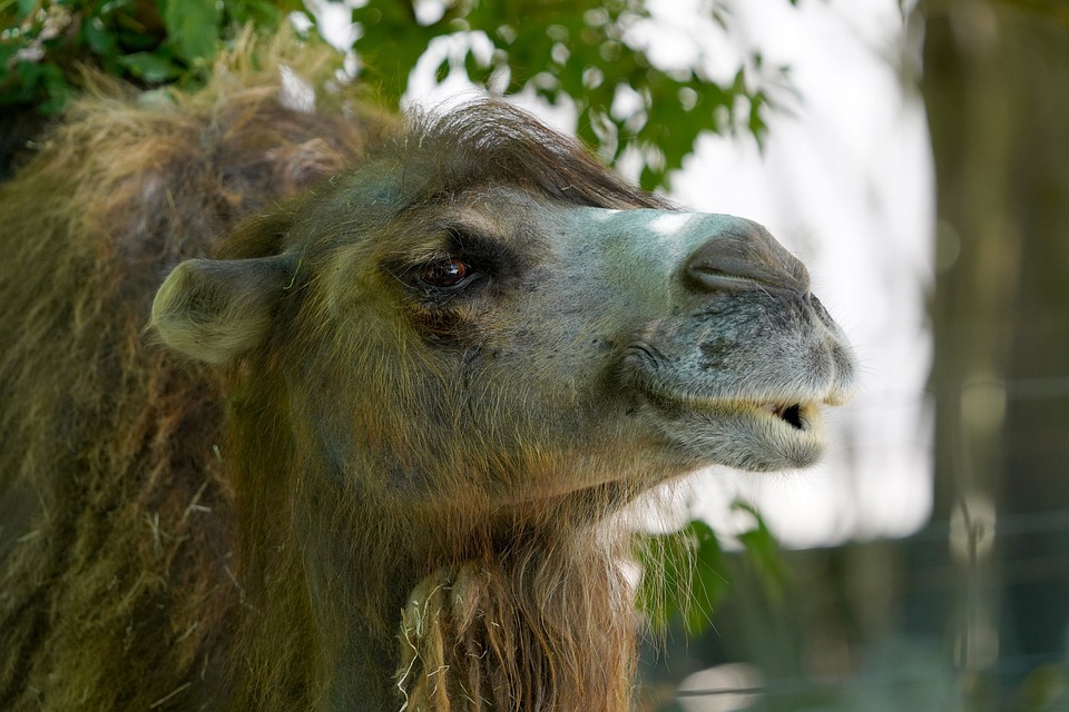 Tylko Holendrzy mogą legalnie sprzedawać TO MLEKO w U€ 12 camel 7297073 960 720