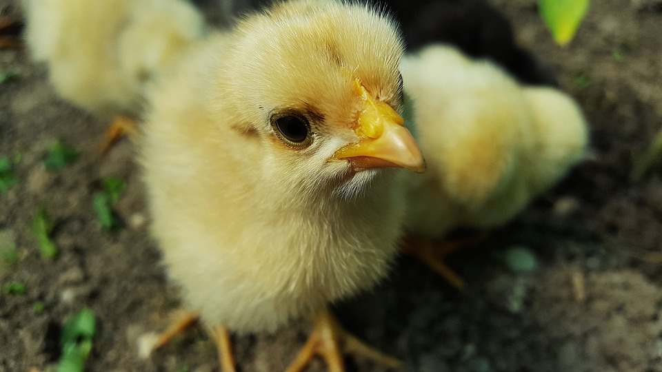 Utylizacja zwierząt na niespotykaną skalę! W 12 miesięcy ubito blisko 6 milionów ptaków! 9 chicken 2205233 960 720