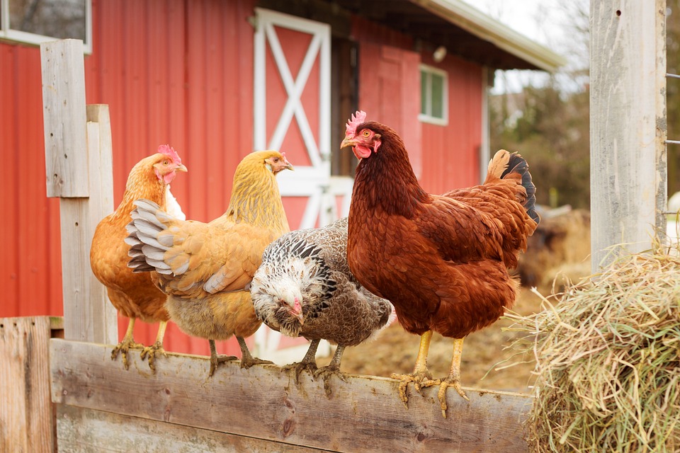 Utylizacja zwierząt na niespotykaną skalę! W 12 miesięcy ubito blisko 6 milionów ptaków! 10 farm 4955621 960 720