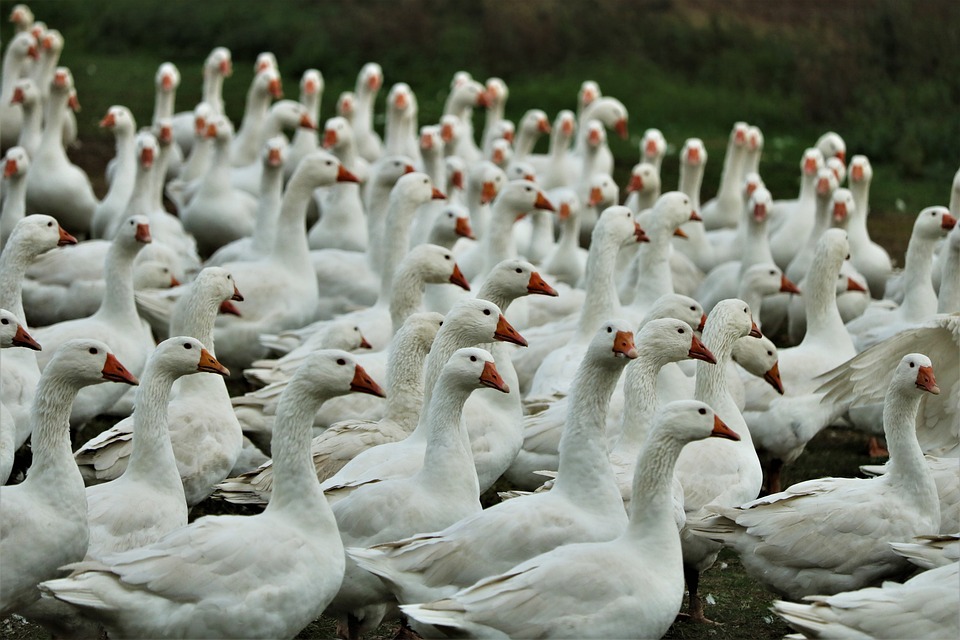 Utylizacja zwierząt na niespotykaną skalę! W 12 miesięcy ubito blisko 6 milionów ptaków! 8 geese 5682476 960 720