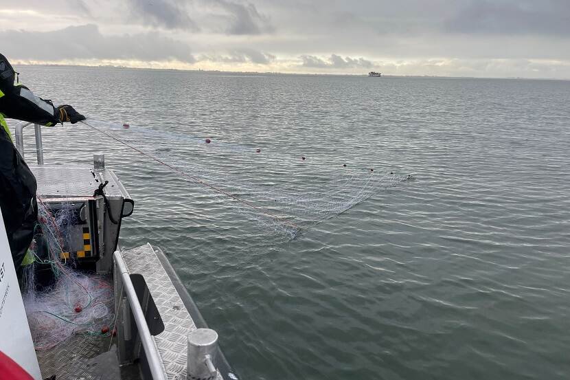 Kilometry nielegalnych sieci skonfiskowanych na Markermeer 9 net uit water ophalen