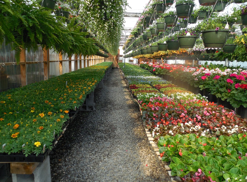 Holandia: Największy na świecie hodowca storczyków rezygnuje z powodu cen energii 10 flowers 732759 960 720