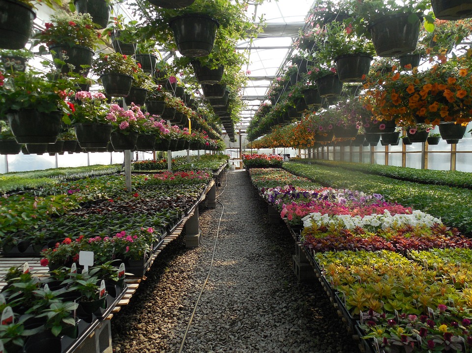 Holandia: Największy na świecie hodowca storczyków rezygnuje z powodu cen energii 9 flowers 732785 960 720