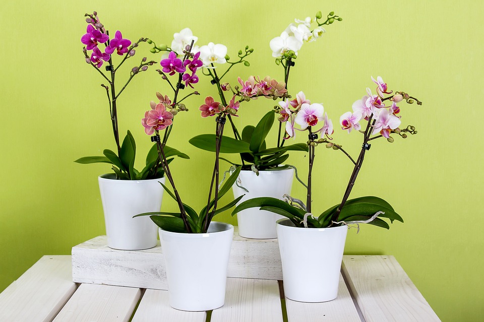Holandia: Największy na świecie hodowca storczyków rezygnuje z powodu cen energii 8 orchids 595242 960 720