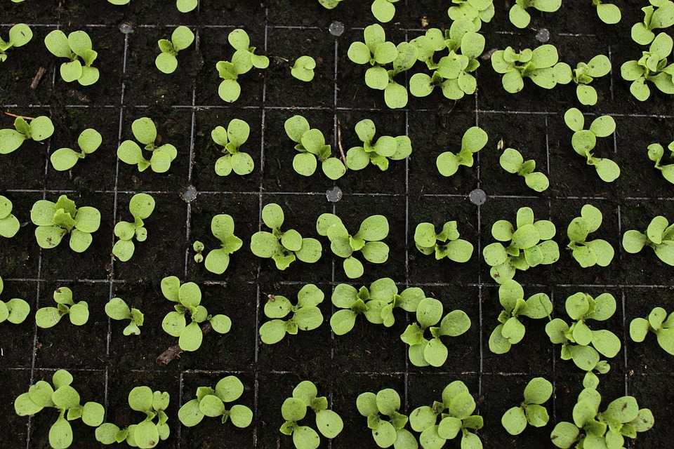 Holandia: Największy na świecie hodowca storczyków rezygnuje z powodu cen energii 11 seedlings 5061179 960 720