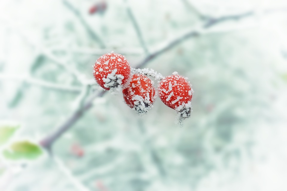 Pierwszy oficjalny mróz w Holandii ponad miesiąc wcześniej niż zwykle! 8 winter 654442 960 720
