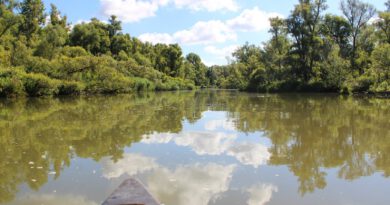Holandia Biesbosch