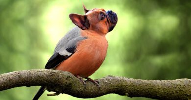 bird 5246834 960 720