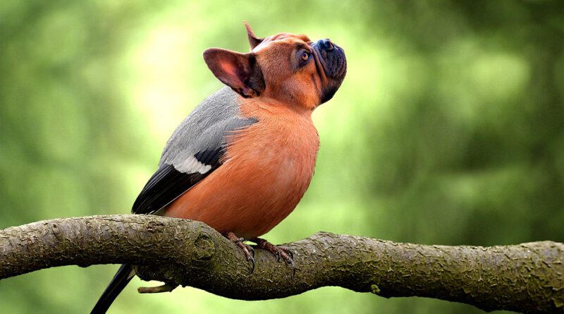 bird 5246834 960 720