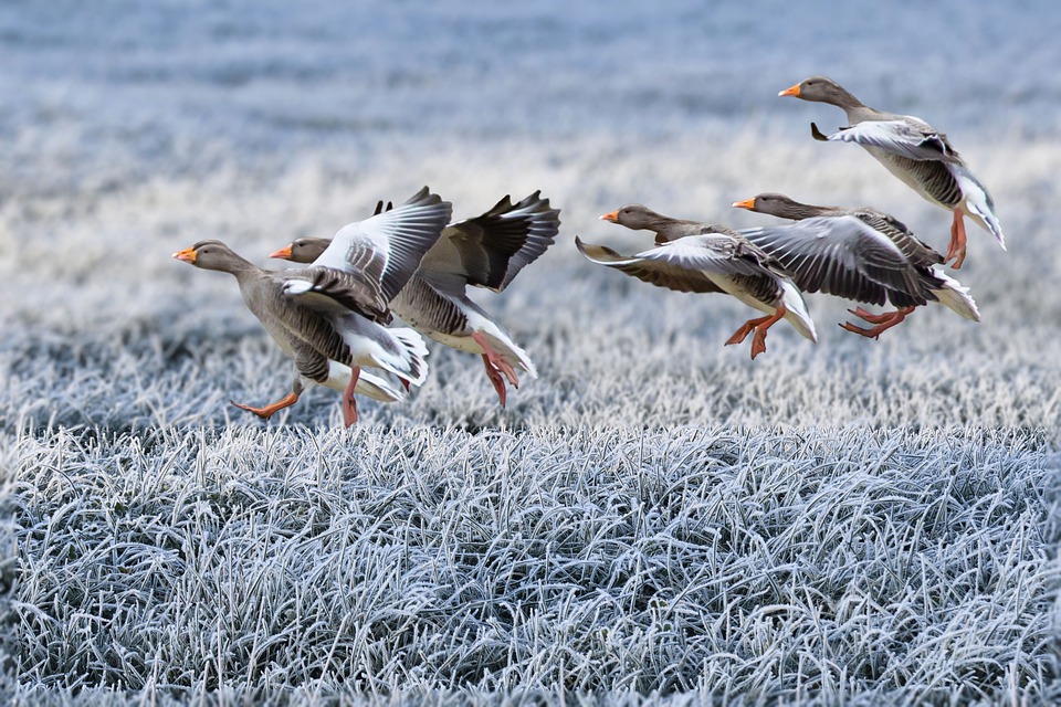 gray geese 7602847 960 720
