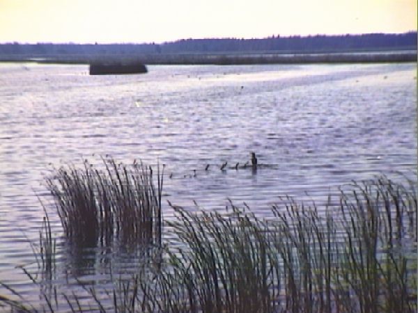 Natuurmonumenten: W 118 lat od jednego "bajora", do 112 tys. ha chronionej przyrody 9 Naardermeer