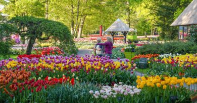 Holandia Keukenhof 2023