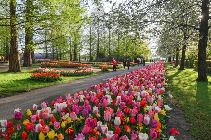 Keukenhof już otwarty! Zobacz, kiedy najlepiej odwiedzić Lisse! 10