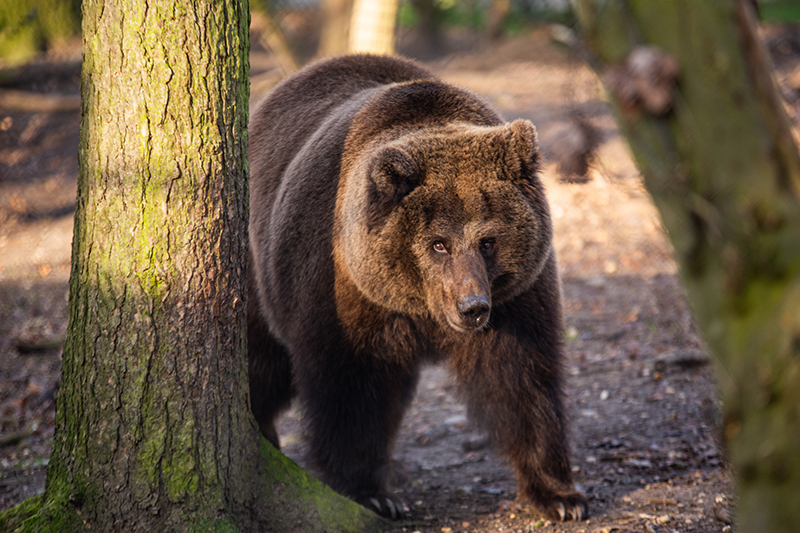 Natura wzywa do... Ouwehands Dierenpark w Rhenen 4 Kiriusha