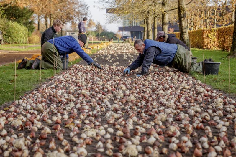 Keukenhof już otwarty! Zobacz, kiedy najlepiej odwiedzić Lisse! 8
