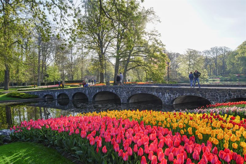 Keukenhof już otwarty! Zobacz, kiedy najlepiej odwiedzić Lisse! 11