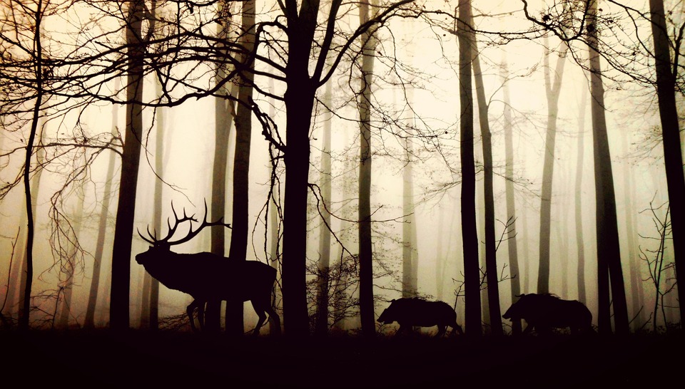 Uwaga na zmianę czasu! To już w ten weekend! 11 animals 1818690 960 720