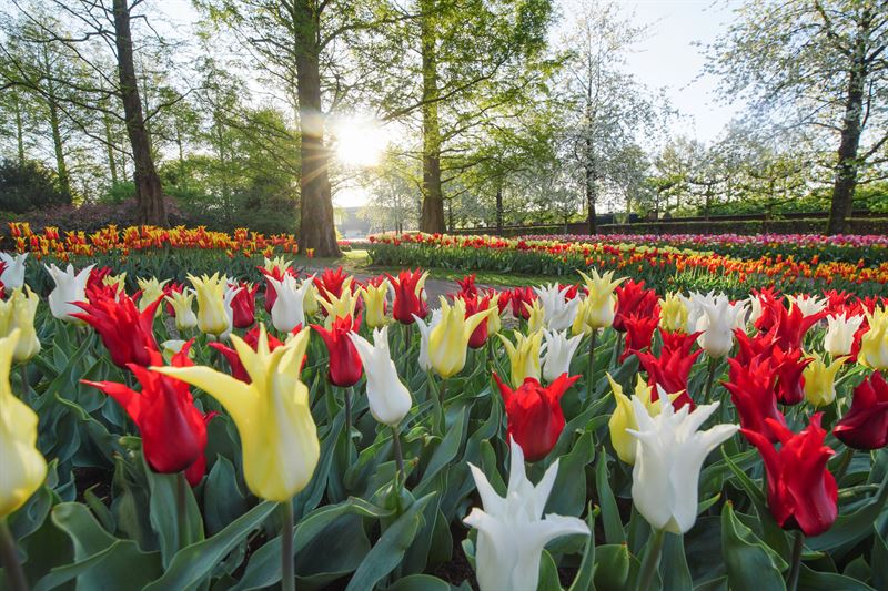 Keukenhof już otwarty! Zobacz, kiedy najlepiej odwiedzić Lisse! 12