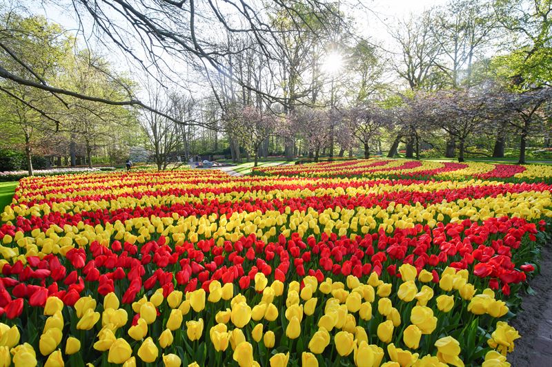 Keukenhof już otwarty! Zobacz, kiedy najlepiej odwiedzić Lisse! 9