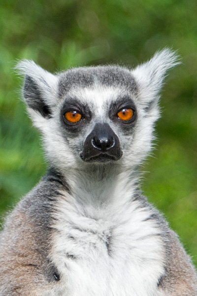 lemur ogoniasty